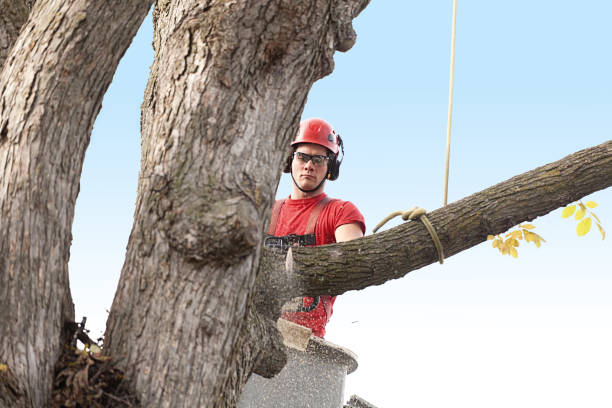 Tree and Shrub Care in Fort Payne, AL